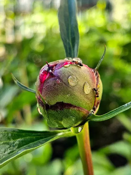 Arkaplanı bulanık olan şakayık tomurcuklu karıncayı kapat. Sabah yağmur damlalı şakayık tomurcuğu