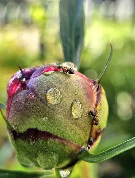 Arkaplanı bulanık olan şakayık tomurcuklu karıncayı kapat. Sabah yağmur damlalı şakayık tomurcuğu
