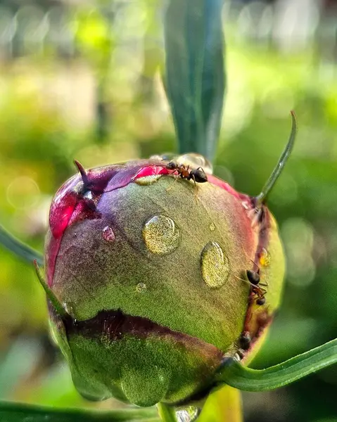Arkaplanı bulanık olan şakayık tomurcuklu karıncayı kapat. Sabah yağmur damlalı şakayık tomurcuğu