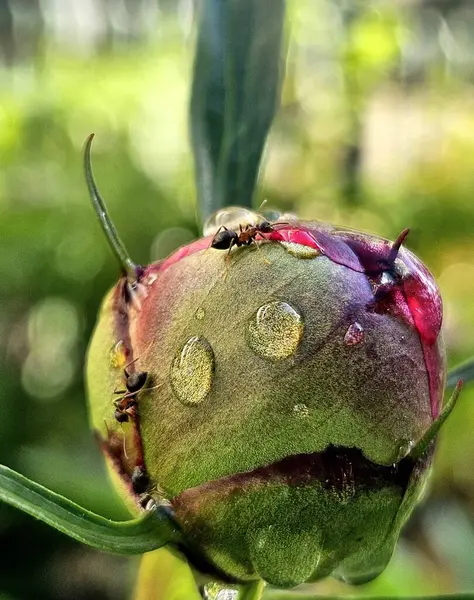 Arkaplanı bulanık olan şakayık tomurcuklu karıncayı kapat. Sabah yağmur damlalı şakayık tomurcuğu