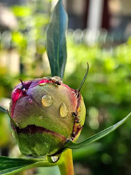 Arkaplanı bulanık olan şakayık tomurcuklu karıncayı kapat. Sabah yağmur damlalı şakayık tomurcuğu