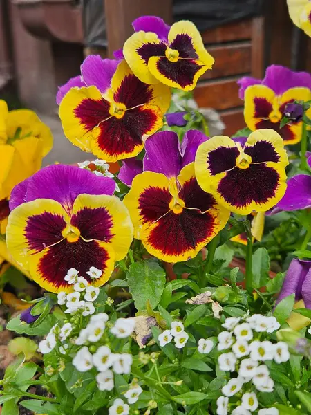 İbneler yaz bahçesini kapatıyorlar. Bahar çiçeklerinde mor sarı hanım evlatları