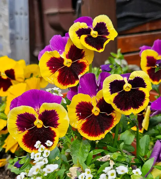 İbneler yaz bahçesini kapatıyorlar. Bahar çiçeklerinde mor sarı hanım evlatları