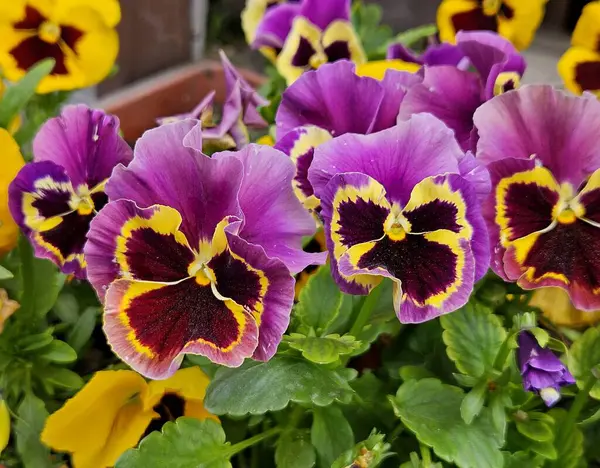 İbneler yaz bahçesini kapatıyorlar. Bahar çiçeklerinde mor sarı hanım evlatları