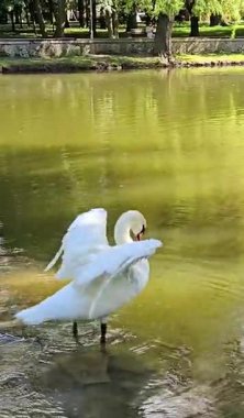 Beyaz kuğular gölde