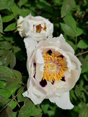 Çiçekli ağaç şakayığı. Yaklaş. Bahçede büyüyen pembe şakayık çiçekleri, çiçekli arka plan. Güzel, büyük, beyaz, şakayık bir çiçek. Büyük beyaz taç yaprakları, sarı erkek çiçekleri ve güneşli bir günde yeşil yapraklarla çiçek açan şakayık çiçekleri.. 