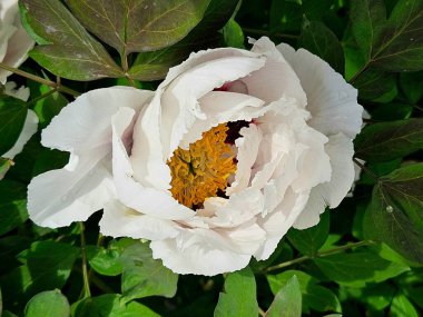 Çiçekli ağaç şakayığı. Yaklaş. Bahçede büyüyen pembe şakayık çiçekleri, çiçekli arka plan. Büyük beyaz şakayık çiçeği. Büyük beyaz taç yaprakları, sarı erkek çiçekleri ve güneşli bir günde yeşil yapraklarla çiçek açan şakayık çiçekleri. Bahar çiçekleri açıyor..