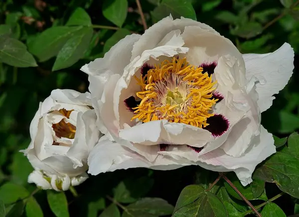 Çiçekli ağaç şakayığı. Yaklaş. Bahçede büyüyen pembe şakayık çiçekleri, çiçekli arka plan. Güzel, büyük, beyaz, şakayık bir çiçek. Büyük beyaz taç yaprakları, sarı erkek çiçekleri ve güneşli bir günde yeşil yapraklarla çiçek açan şakayık çiçekleri.. 
