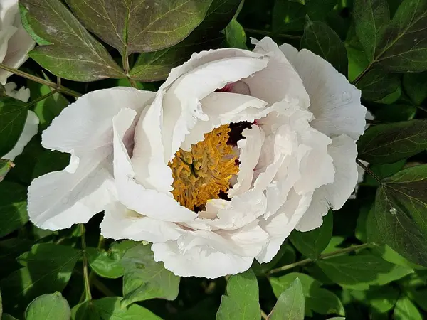 Çiçekli ağaç şakayığı. Yaklaş. Bahçede büyüyen pembe şakayık çiçekleri, çiçekli arka plan. Büyük beyaz şakayık çiçeği. Büyük beyaz taç yaprakları, sarı erkek çiçekleri ve güneşli bir günde yeşil yapraklarla çiçek açan şakayık çiçekleri. Bahar çiçekleri açıyor..