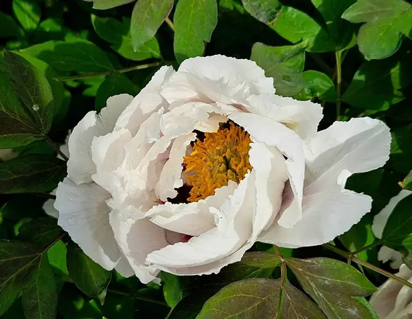 Çiçekli ağaç şakayığı. Yaklaş. Güzel, büyük, beyaz, şakayık bir çiçek. Büyük beyaz taç yaprakları, sarı erkek çiçekleri ve güneşli bir günde yeşil yapraklarla çiçek açan şakayık çiçekleri. Bahar çiçekleri açıyor, bir çiçeğe yakın.