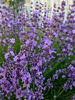 Mor lavantaya yakın çekim. Çiçekli lavanta arkaplan. Lavanta. Mor çiçekli bir bahçe bitkisi. Güzel doğal çiçek arkaplanı