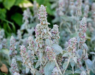 Lamb 'in kulak bitkisi - Stachys Byzantina - tedavi bahçesinde tamamen gümüş yapraklar ve mor menekşe. Stachy Bizans bahçede..