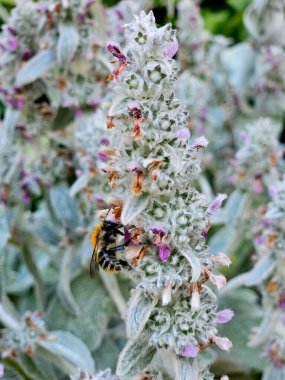 Yaz güneşinin erken saatlerinde kuzunun kulağındaki bir arı. Stachys byzantin çiçeğinin üzerindeki arı. Yaz güneşinin erken saatlerinde kuzunun kulağındaki bir arı. Arı çiçekte polen topluyor, kapatın.