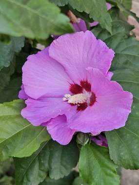 Amfibik çiçeğinin pembe çiçeği