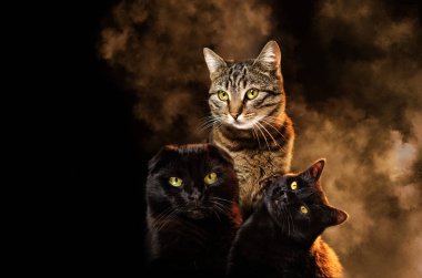 portrait of three cats on a black background with smoke cute animal photo studio