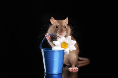 decorative rat lovely pet portrait on black background magical light