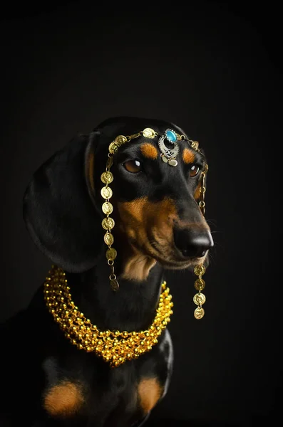 Portrait Dachshund Dog Jewelry Black Background — Stock Photo, Image