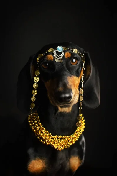 Portrait Dachshund Dog Jewelry Black Background — стоковое фото