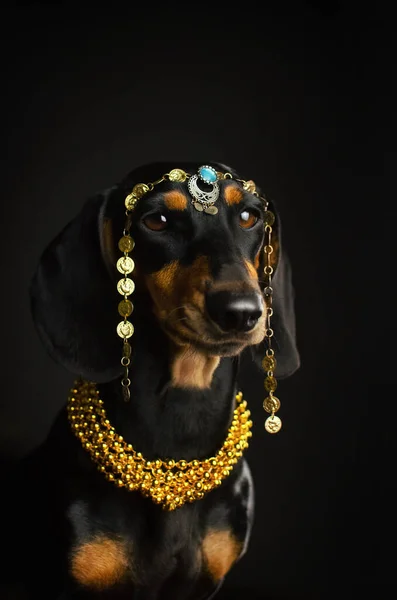Portrait Dachshund Dog Jewelry Black Background — Fotografia de Stock
