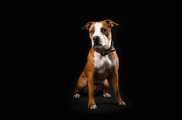 American Staffordshire Terrier Chien Assis Sur Fond Noir Studio Photo — Photo