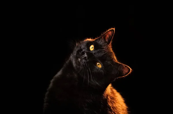 แมวด าบนพ นหล ภาพวาดของส ในแสงเบ องหล — ภาพถ่ายสต็อก
