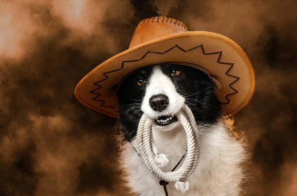 Border Collie Dog Image Cowboy Photo Black Background — Stock Photo, Image