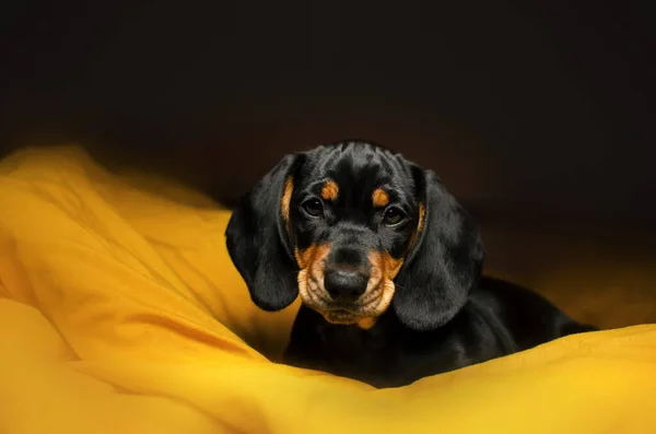 Dachshund Puppy Cute Portrait Studio Black Background — Fotografia de Stock