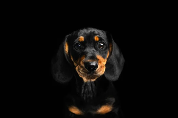 Dachshund Puppy Cute Portrait Studio Black Background — Photo