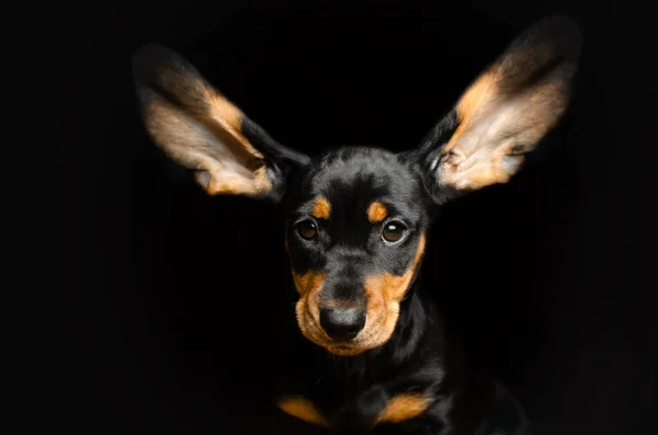 Cachorro Dachshund Lindo Retrato Estudio Sobre Fondo Negro —  Fotos de Stock