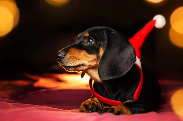 Dachshund Şirin Köpek Yavrusu Sihirli Noel Fotoğrafçıları — Stok fotoğraf