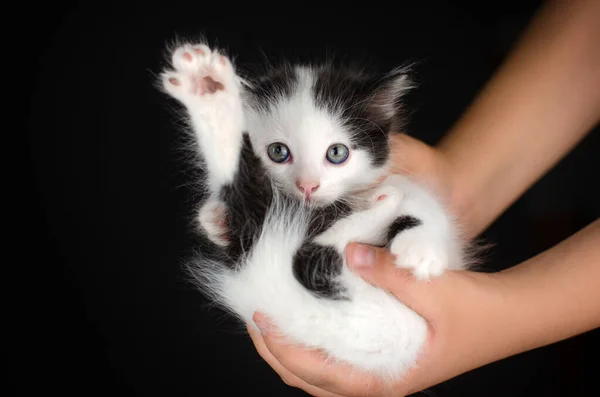 Милые Маленькие Котята Студии Фото Домашних Животных Прекрасный Портрет Черном — стоковое фото