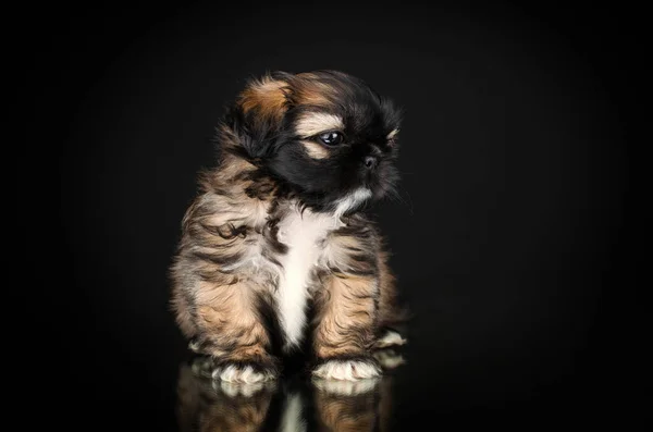 Cute Little Shih Tzu Puppy Studio Pet Photo Lovely Portrait — Stock Photo, Image