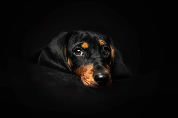 Stüdyoda Siyah Arka Planda Köpek Yavrusu Portresi — Stok fotoğraf