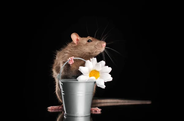 Decorative Rat Lovely Pet Portrait Black Background Magical Light — Stock Photo, Image