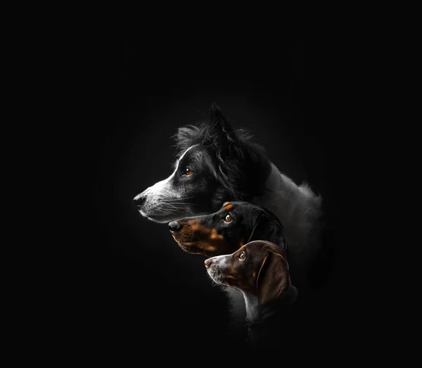 Portrait Dogs Black Background Photo Studio Dachshund Border Collie — Stockfoto