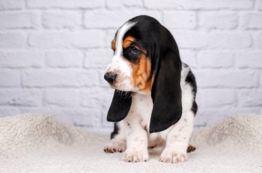 Basset av köpeği. Şirin köpek yavruları. Fotoğraf stüdyosu fotoğrafçılığı.