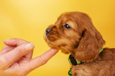 english cocker spaniel dog photo session of bright cute puppies on a yellow background pet portraits