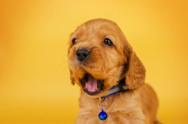 english cocker spaniel dog photo session of bright cute puppies on a yellow background pet portraits
