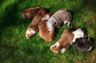 Cute photo of american staffordshire terrier puppies summer pet portraits