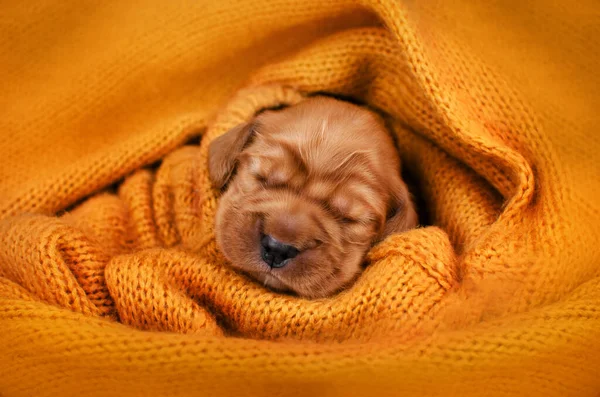 Ngiliz Cocker Spaniel Yeni Doğmuş Köpek Yavrusu Fotoğrafı Sevimli Hayvan — Stok fotoğraf