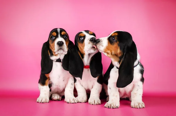 Basset Hound Cute Puppies Photo Shoot Pet Studio Photography — Stock Photo, Image