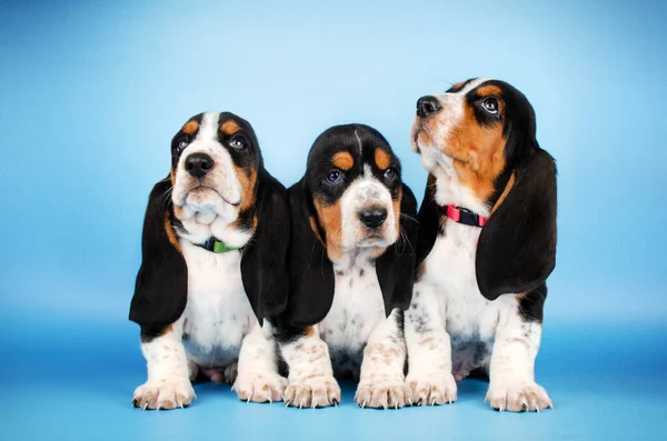 Basset Hound Cute Puppies Photo Shoot Pet Studio Photography — Stock Photo, Image