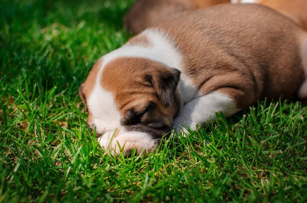 Cute Photo American Staffordshire Terrier Puppies Summer Pet Portraits — Fotografia de Stock