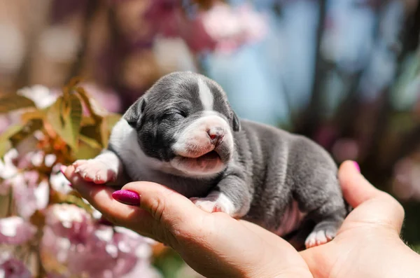 Cute Photo American Staffordshire Terrier Puppies Summer Pet Portraits — Foto Stock