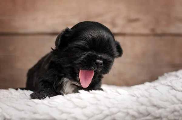 Shih Tzu Puppies Cute Dogs Beautiful Pet Portrait Magic Light — Stock Photo, Image