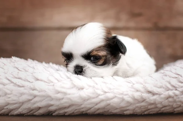 Shih Tzu Puppies Cute Dogs Beautiful Pet Portrait Magic Light — Fotografia de Stock