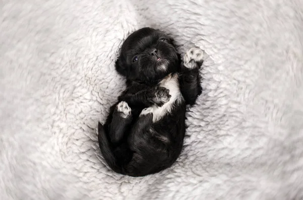Shih Tzu Puppies Cute Dogs Beautiful Pet Portrait Magic Light — Stock Photo, Image