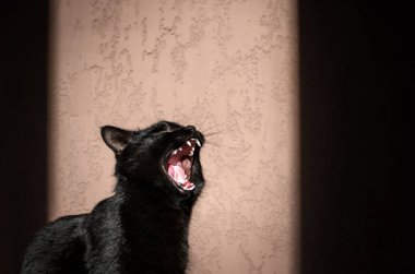 home photo session sunny day in the room cute portrait of a black cat home comfort