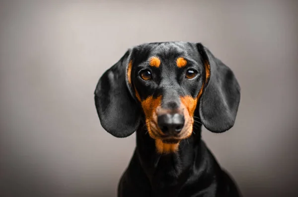Dachshund Dog Cute Portrait Home Photo Cozy Magic Light — Stok fotoğraf