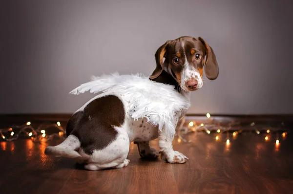 Dachshund Dog Cute Portrait Home Photo Cozy Magic Light — Stock Photo, Image